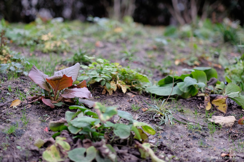 Jardin d'hiver Jardin d'hiver