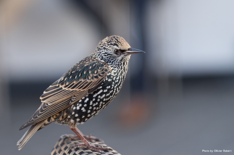 Étourneau sansonnet Étourneau sansonnet