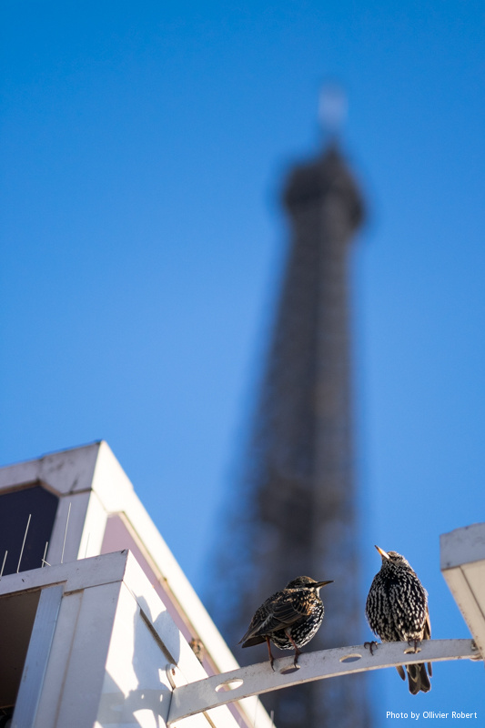 Les gardiens de la Tour Eiffel Les gardiens de la Tour Eiffel